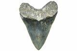 Serrated, Fossil Megalodon Tooth - North Carolina #319898-2